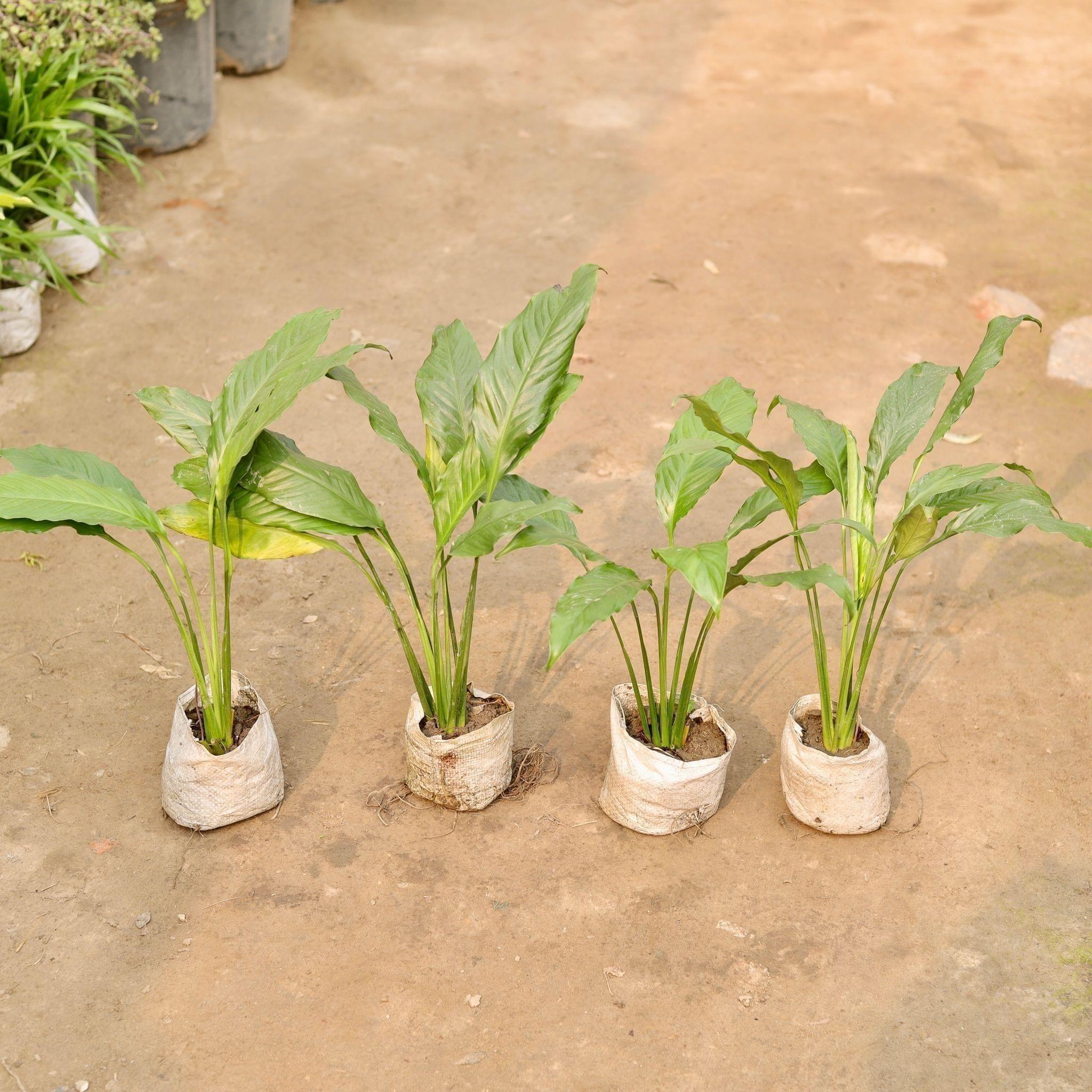 Set of 4 - Peace Lily in 5 Inch Nursery Bag