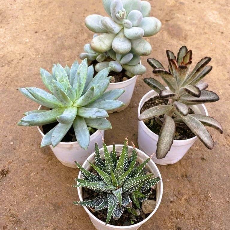 Set of 4 -Moonstone, Zebrina Haworthia, Kalanchoe Tomentosa, Pachyvaria Glouca Succulent in 3 Inch Nursery Pot