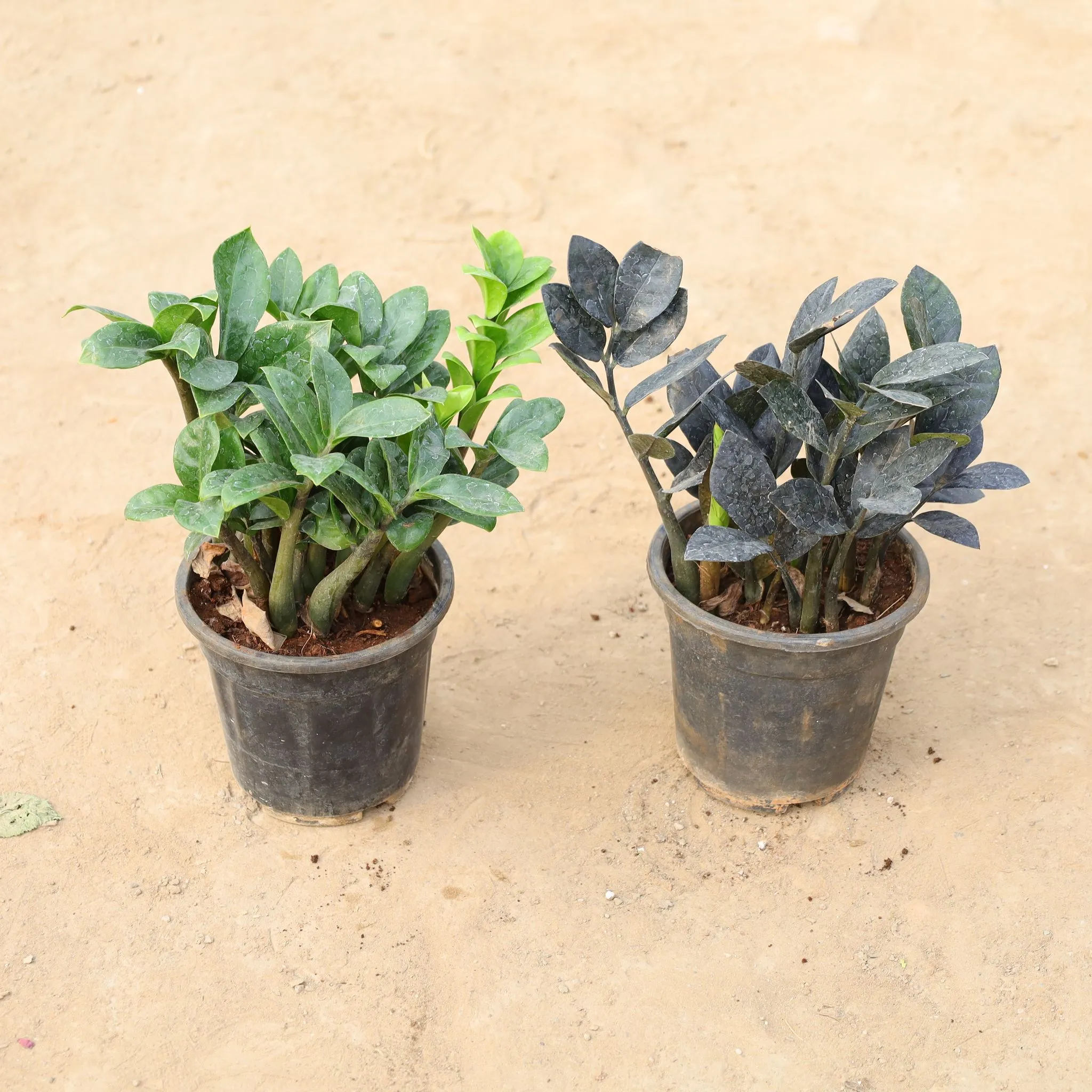 Set of 2 - Zz Green & Zz Black in 6 Inch Nursery Pot