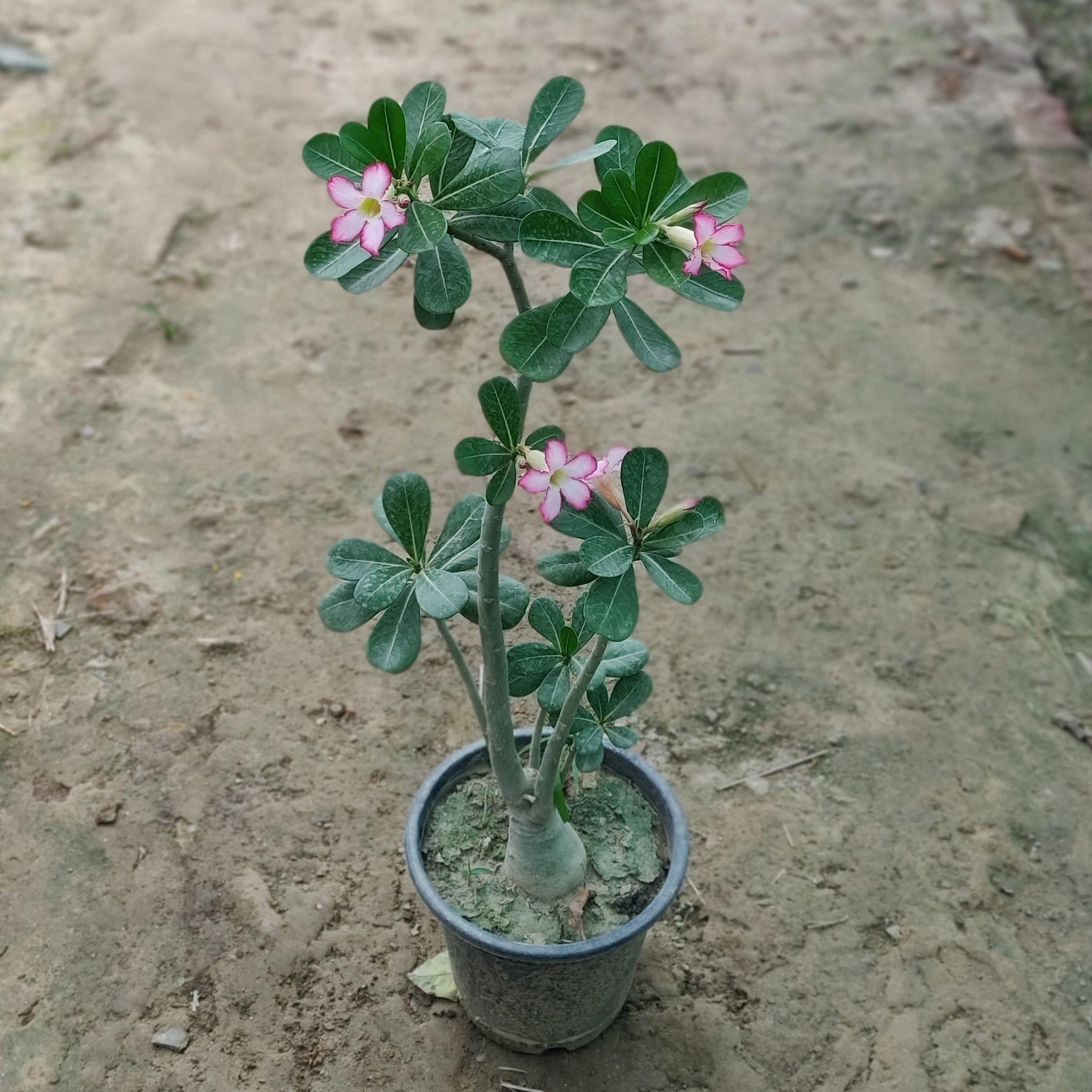 Adenium Pink (~2 Ft.) in 8 Inch Nursery Pot