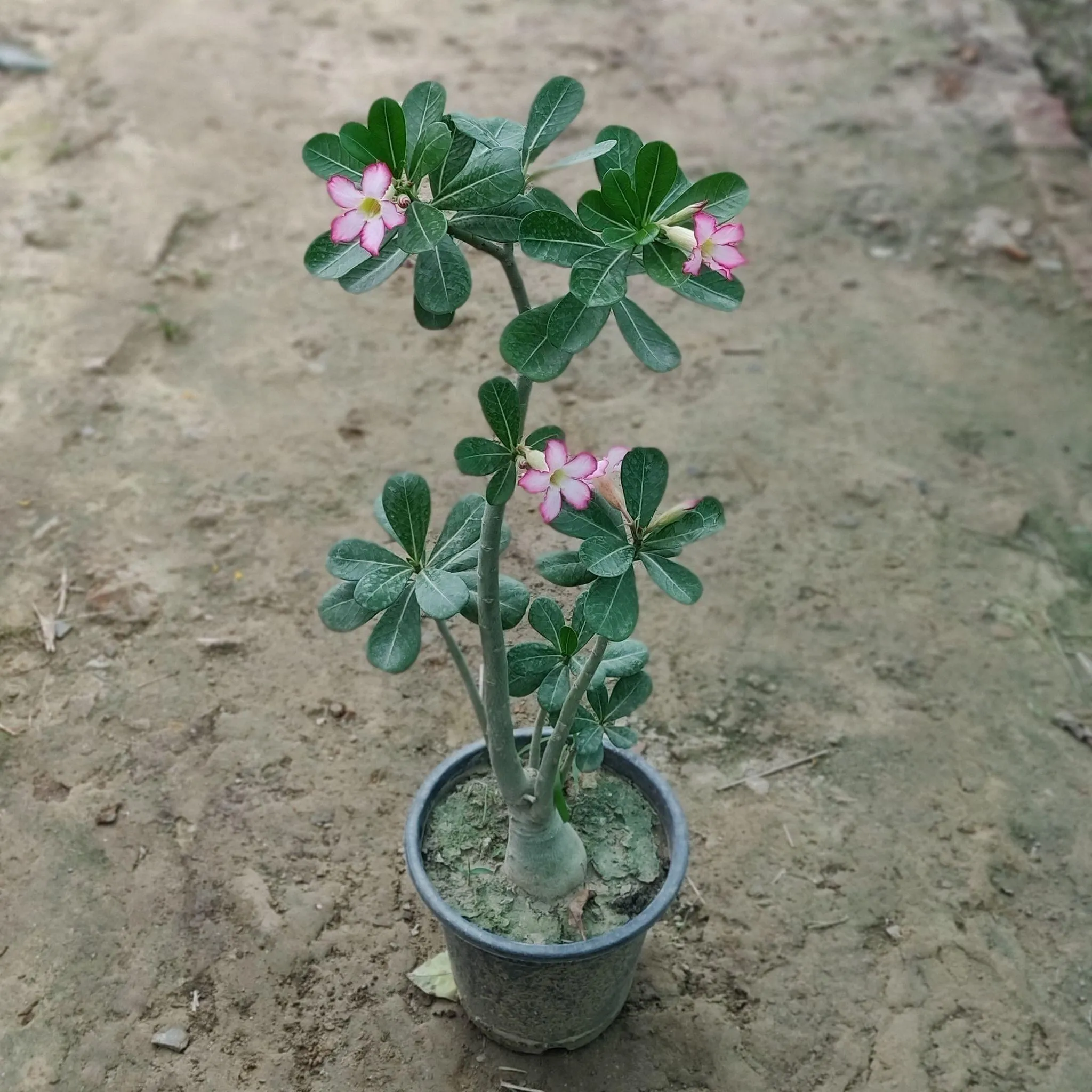Adenium Pink (~2 Ft.) in 8 Inch Nursery Pot