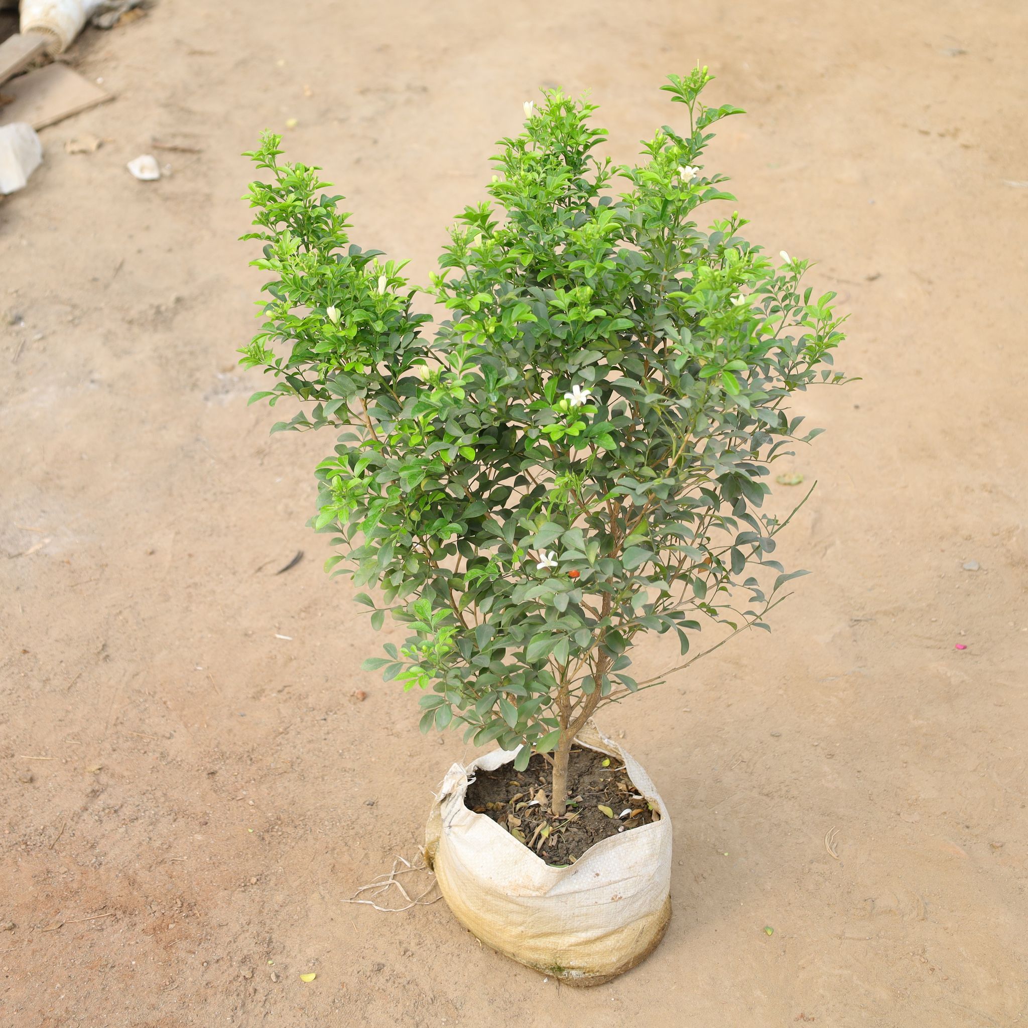 Madhu Kamini / Murraya (2-3 Ft) (Any Colour) in 10 Inch Nursery Bag