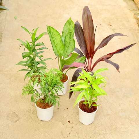 Set of 5 - Aralia Neem, Dracaena messenger, Dracaena Mahatma, Lucky Bamboo & Aglaonema Filipica in 5 Inch White Nursery Pot