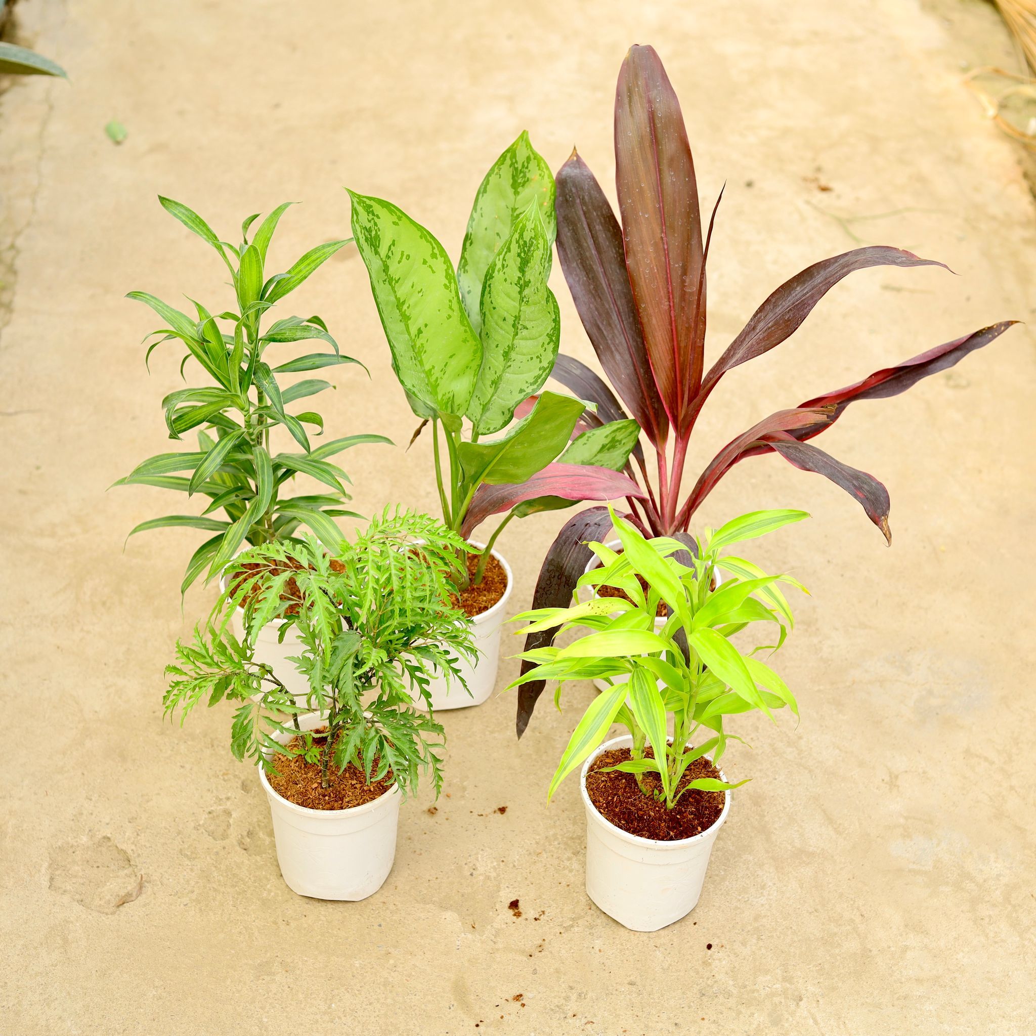 Set of 5 - Aralia Neem, Dracaena messenger, Dracaena Mahatma, Lucky Bamboo & Aglaonema Filipica in 5 Inch White Nursery Pot