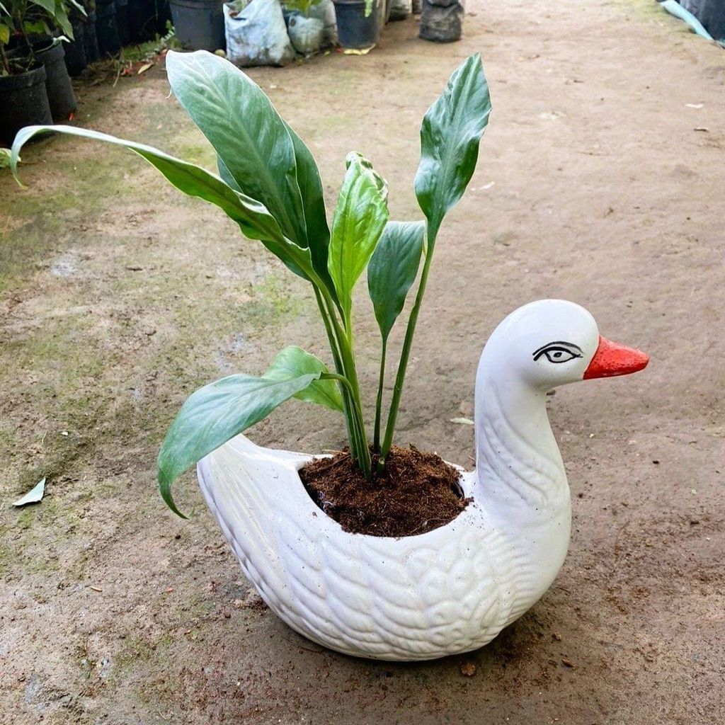 Buy Peace Lily in 6 Inch Duck Designer Ceramic Pot Online | Urvann.com Peace Lily in 6 Inch Duck Designer Ceramic Pot