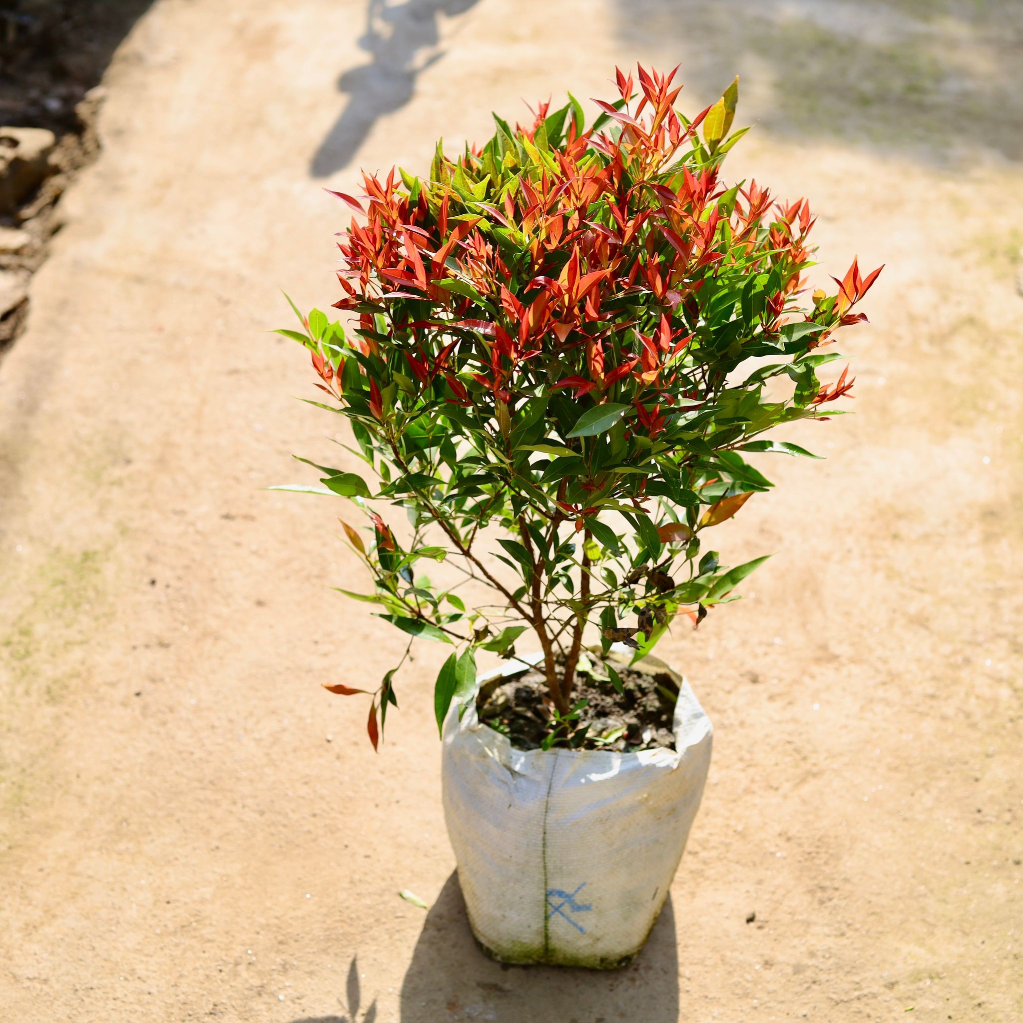 Syzygium in 10 Inch Nursery bag