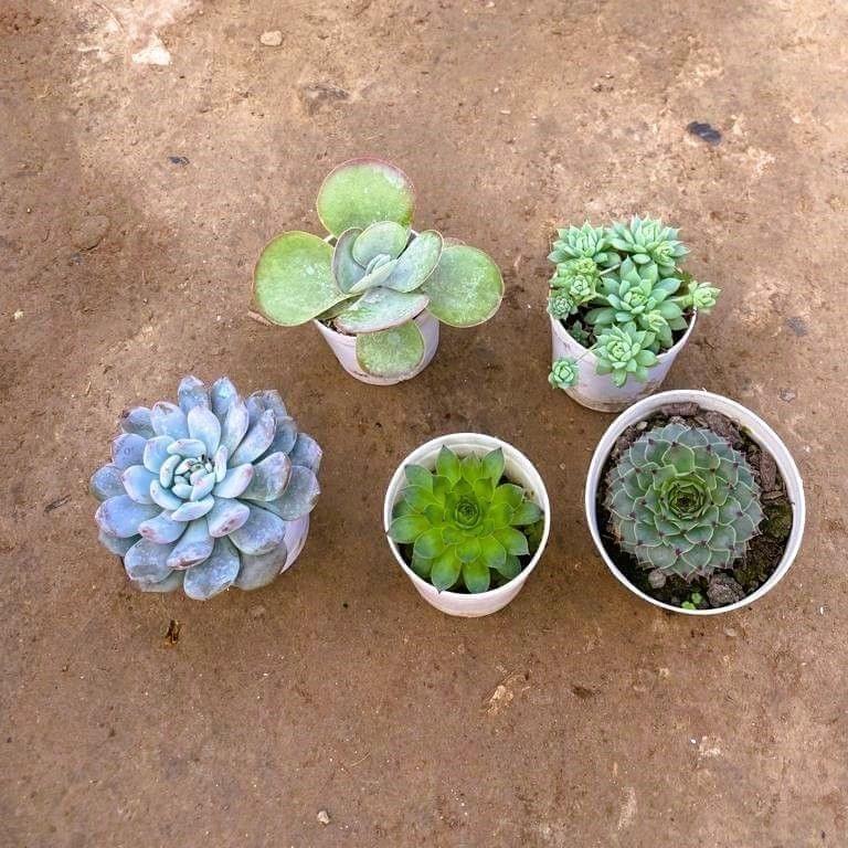 Set of 5 - Succulents (Kalanchoe, Laxmi Kamal, Echevaria ,Chiken and Hens, Echevaria Sedum Succulent in 3 Inch Nursery Pot