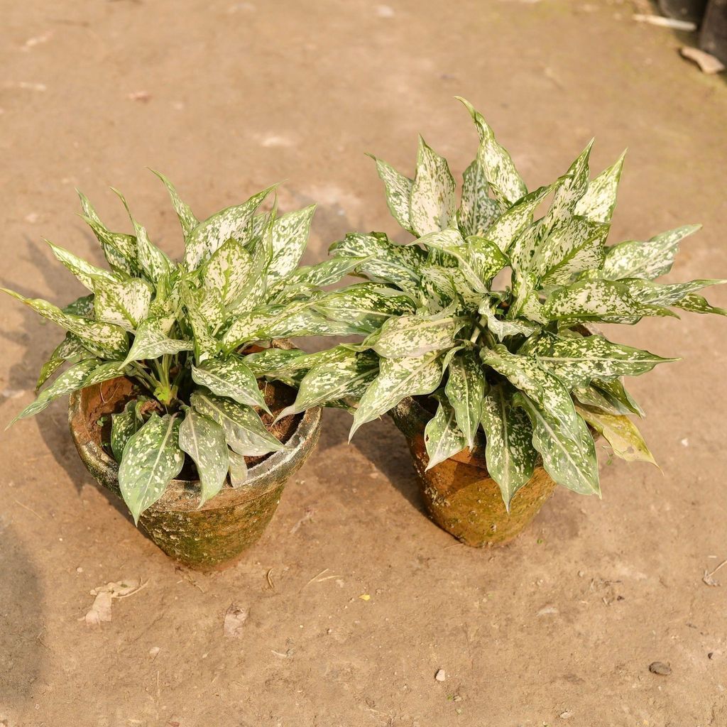 Set of 2 - Aglaonema Snow White in 8 Inch Clay Pot