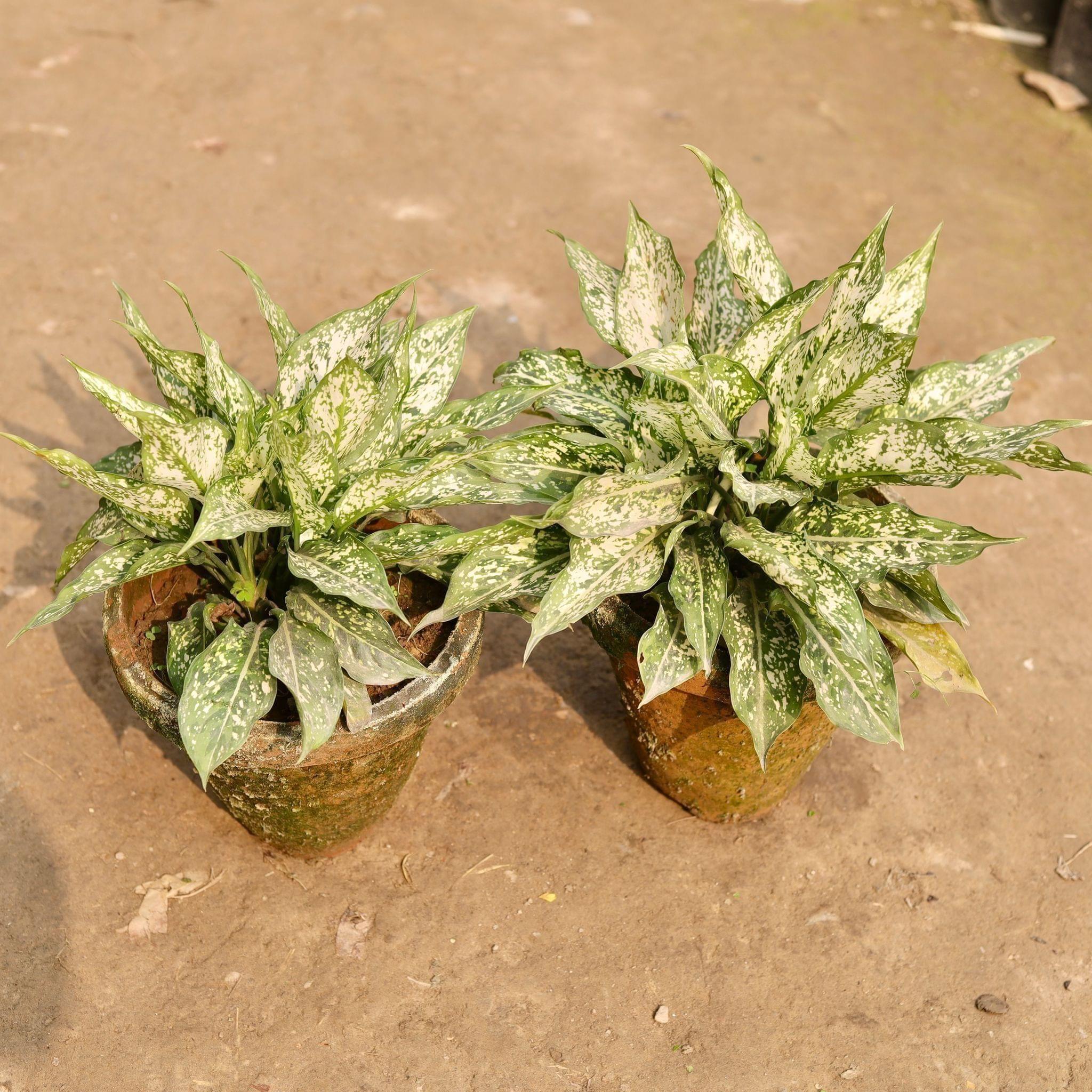 Set of 2 - Aglaonema Snow White in 8 Inch Clay Pot
