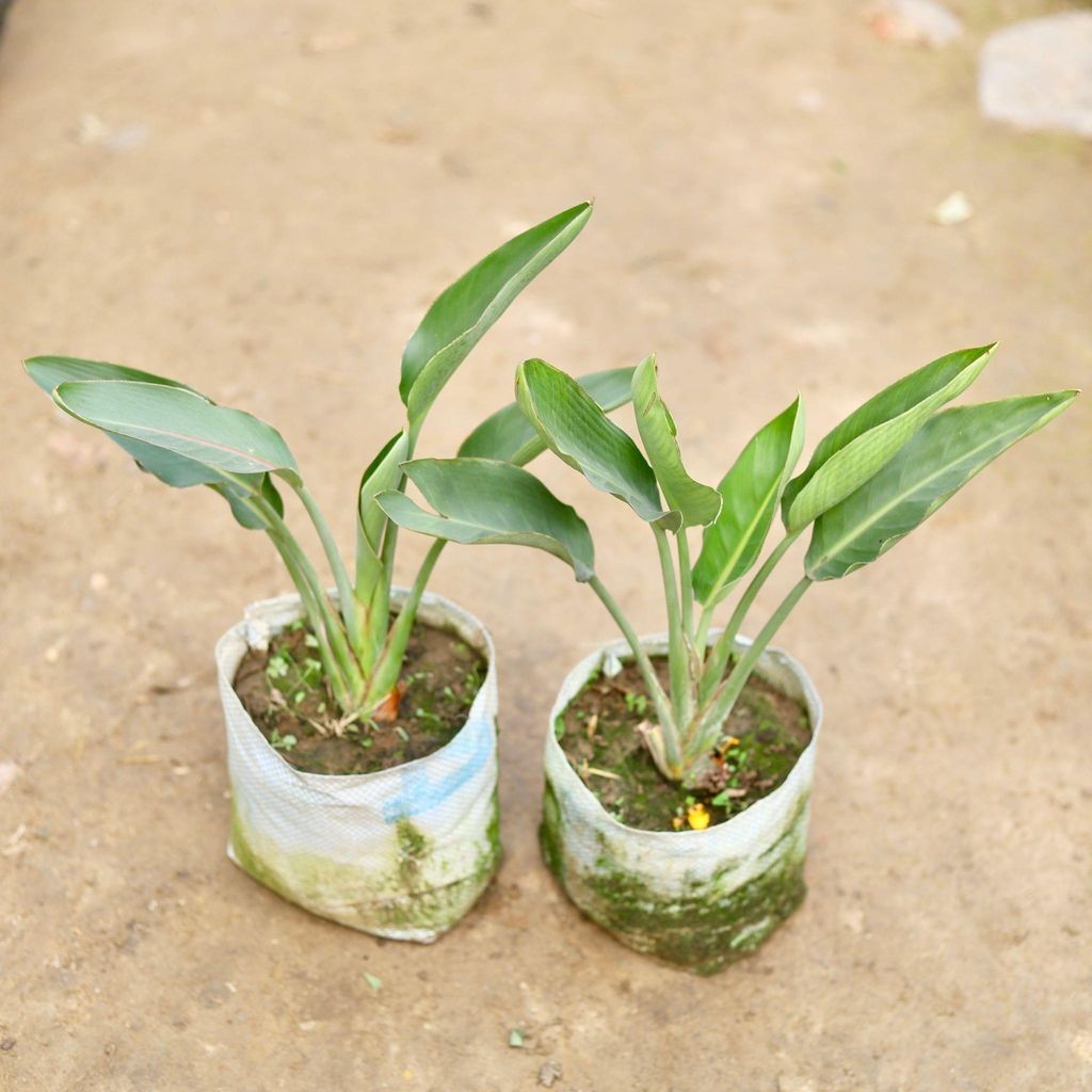 Buy Set of 2 - Bird of Paradise in 8 Inch Nursery Bag Online | Urvann.com Set of 2 - Bird of Paradise in 8 Inch Nursery Bag