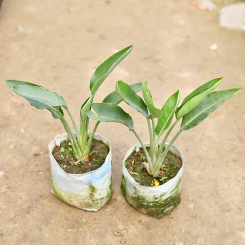 Set of 2 - Bird of Paradise in 8 Inch Nursery Bag