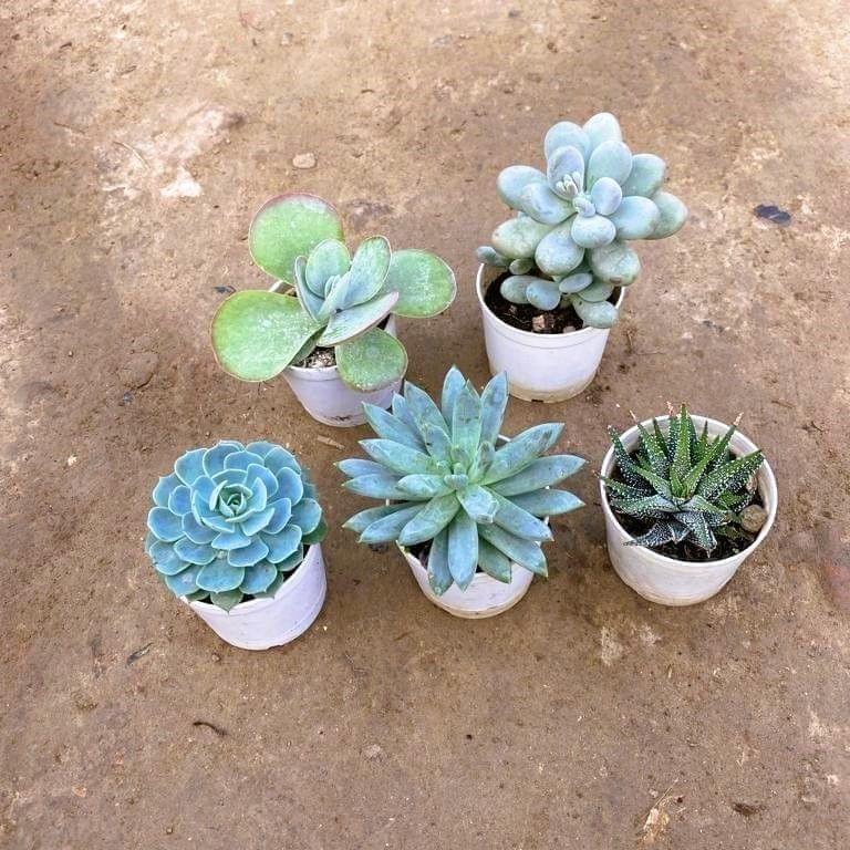 Superstar Succulent Combo - Set of 5 - Kalanchoe, Moonstone, Zabrina Haworthia, Echeveria Blue Bird & Echeveria Succulent in 3 Inch Nursery Pot