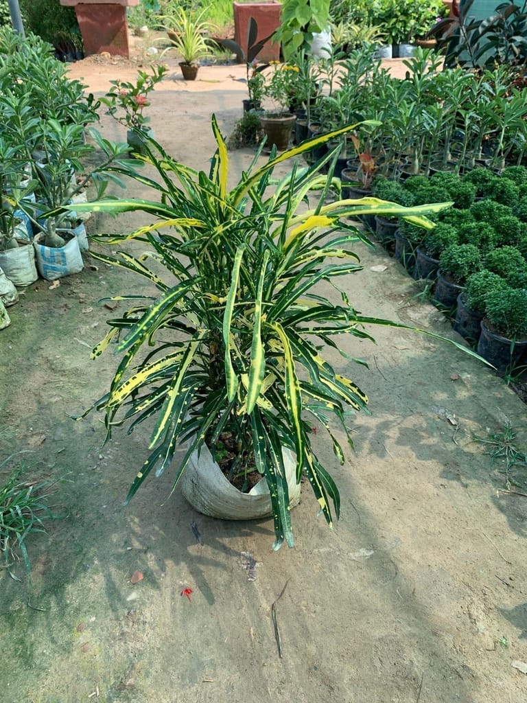 Mother Croton (any colour) in 10 Inch Nursery Bag
