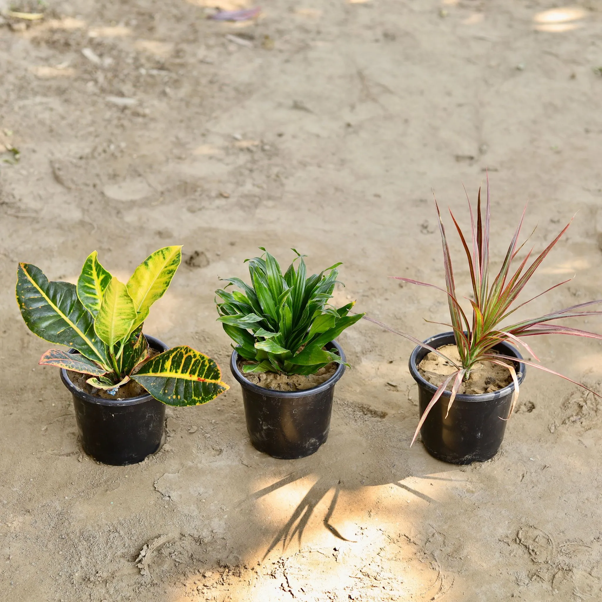Set of 3 - Croton Petra, Campakta, Dricenia in 6 Inch Nursery Pot