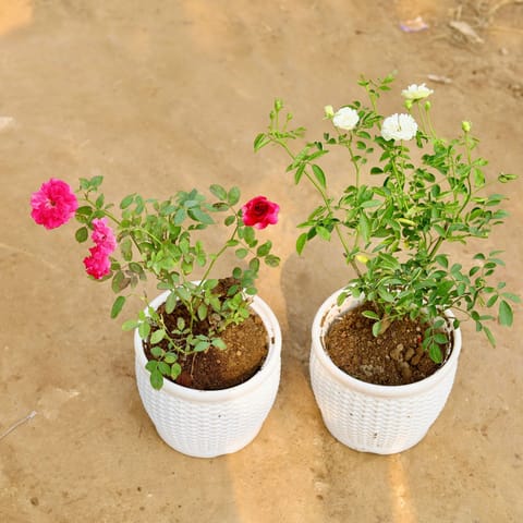 Set of 2 - Rose (Any Colour) in 8 Inch White Premium Matt Classic Plastic Pot