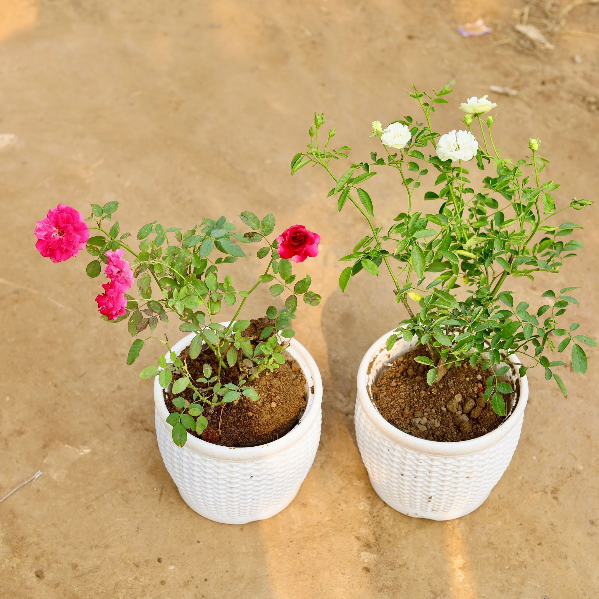 Set of 2 - Rose (Any Colour) in 8 Inch White Premium Matt Classic Plastic Pot