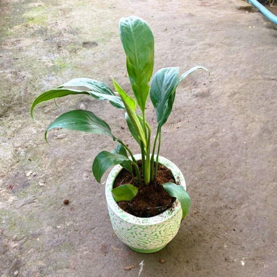 Buy Peace Lily in 5 Inch Handi Designer Ceramic Pot (colour & design may vary) Online | Urvann.com Peace Lily in 5 Inch Handi Designer Ceramic Pot (colour & design may vary)