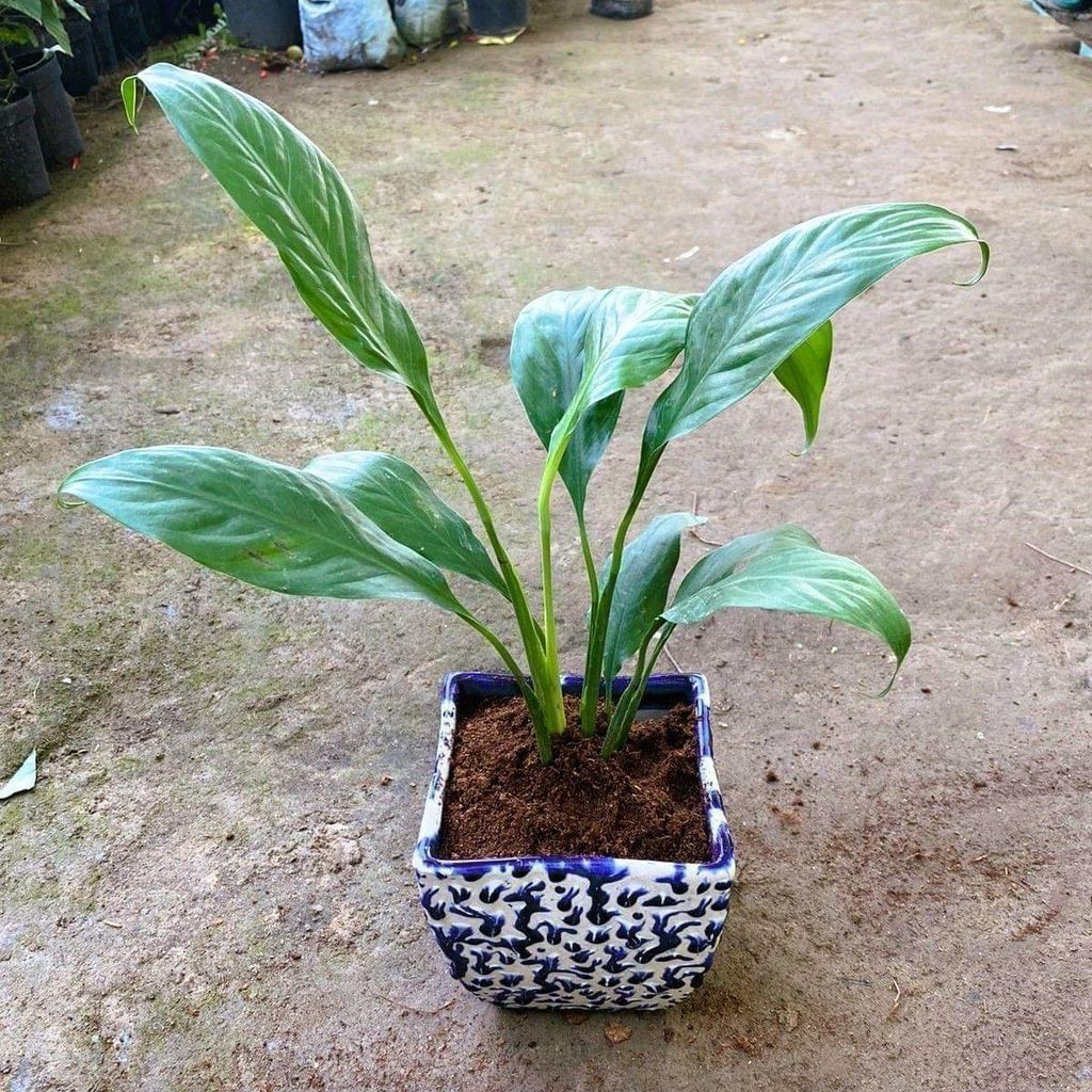 Buy Peace Lily in 6 Inch Blue Designer Square Ceramic Pot Online | Urvann.com Peace Lily in 6 Inch Blue Designer Square Ceramic Pot