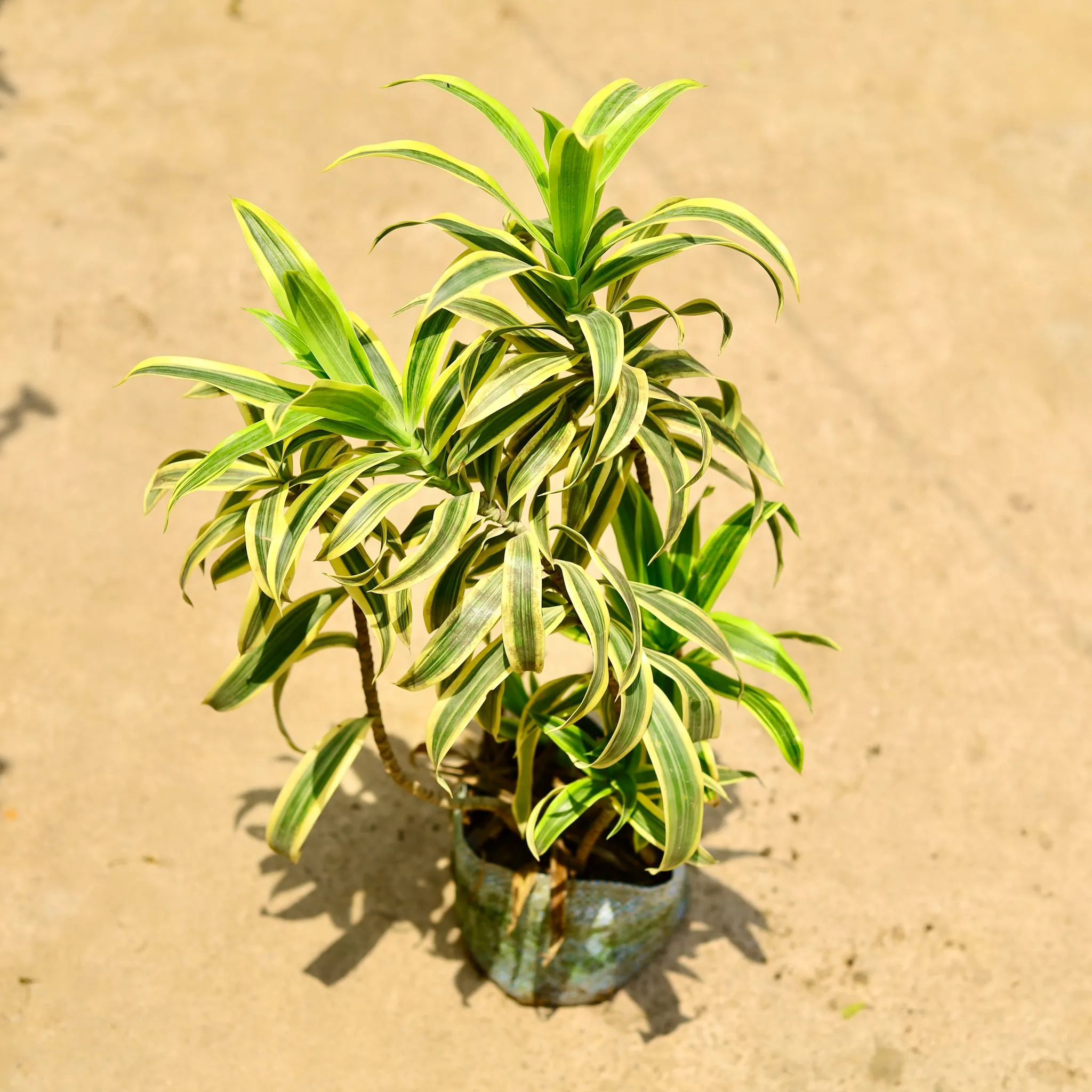 Song of India Green / Dracaena Messanger in 10 Inch Nursery Bag