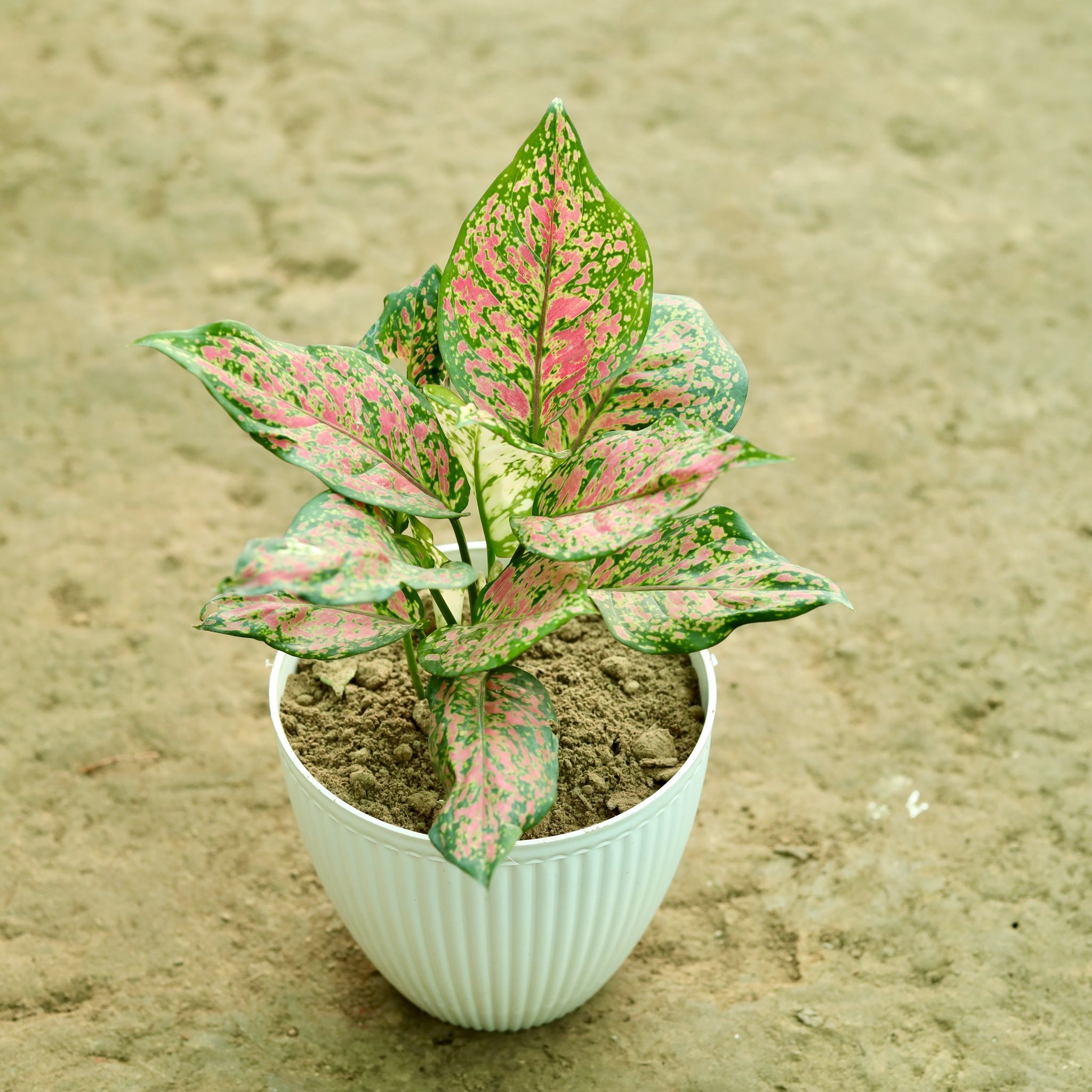 Aglaonema Lady Valentine in 7 Inch White Textured Orchid Round Premium Plastic Pot