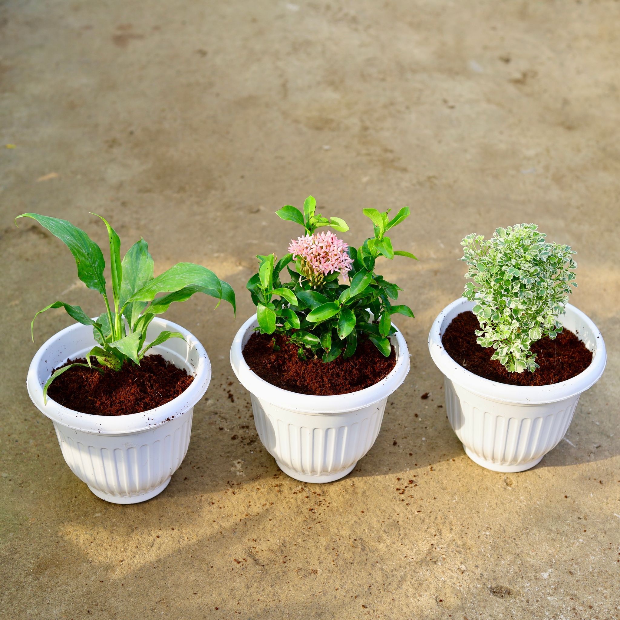 Set of 3 - Peace Lily, Ixora Miniature Pink & Aralia White in 8 Inch White Olive Plastic Pot