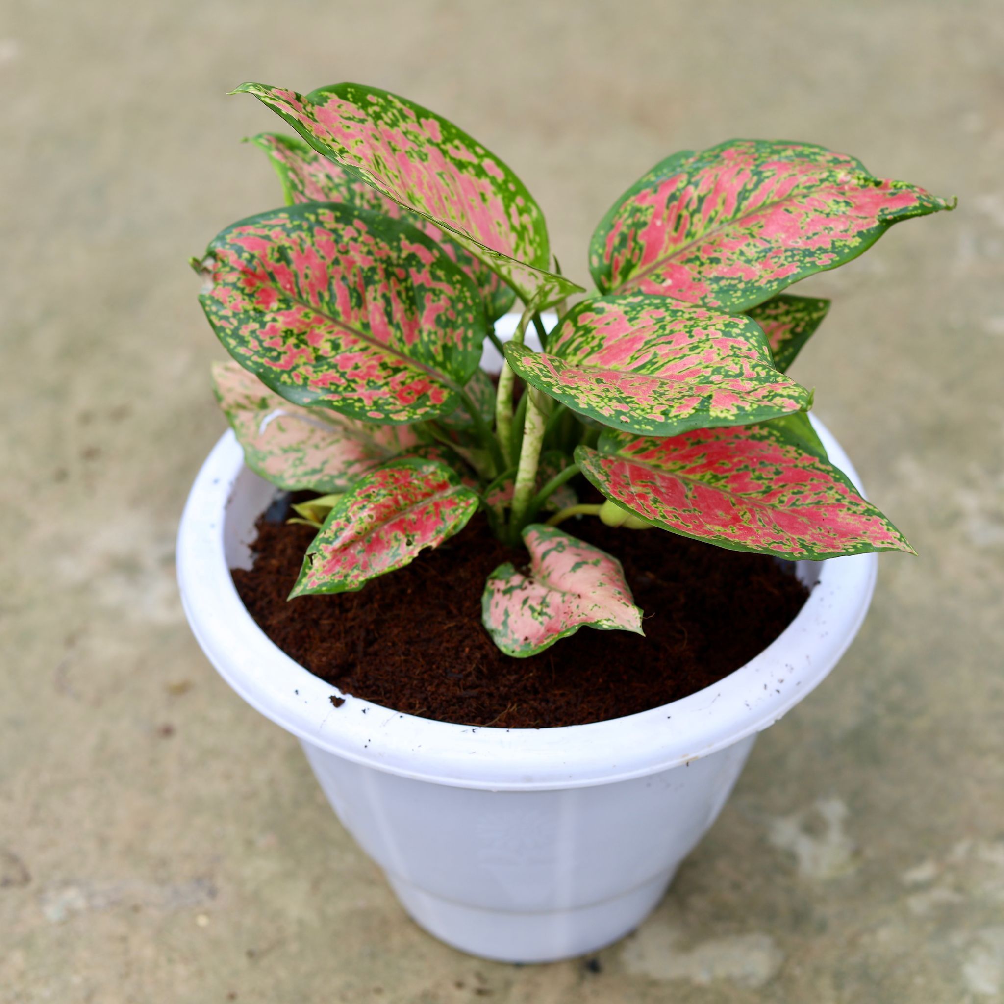 Aglaonema Red Ruby in 10 Inch Classy White Plastic Pot