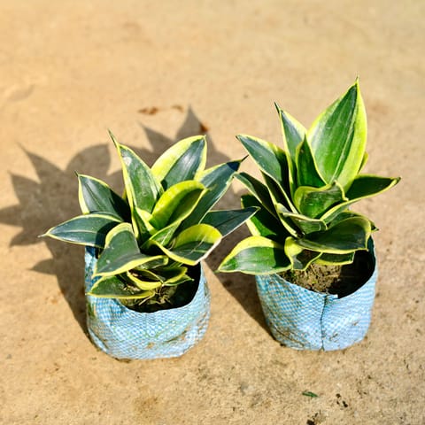 Set of 2 - Snake Dwarf in 4 Inch Nursery Bag