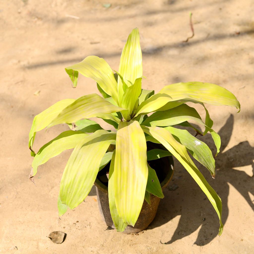 Buy Dracaena Victoria Golden in 8 Inch Nursery Pot Online | Urvann.com Dracaena Victoria Golden in 8 Inch Nursery Pot