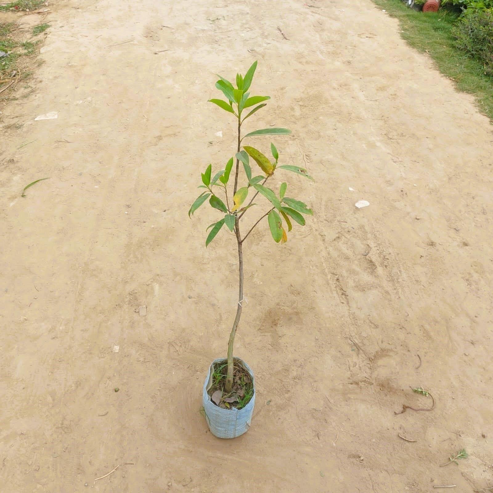 Rudraksha Holy Plant in 6 Inch Nursery Bag