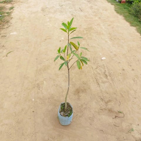 Rudraksha Holy Plant in 6 Inch Nursery Bag