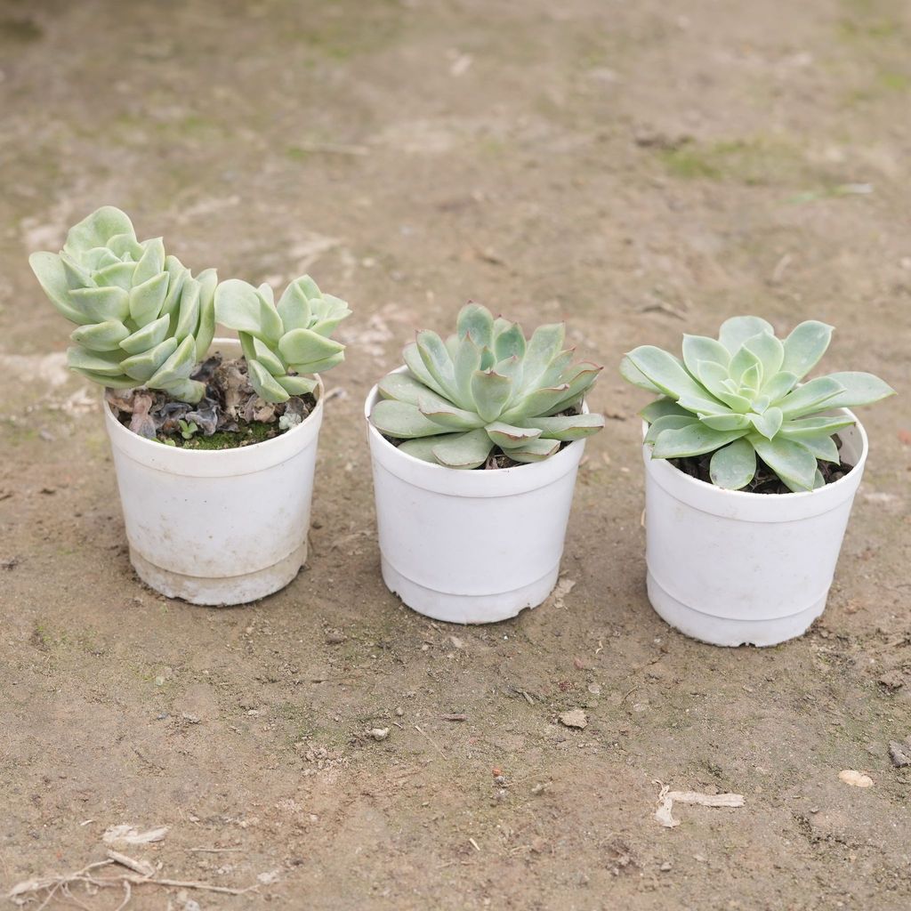 Set of 3 - Pigmyweeds Green, Echeveria Elegans Green & Echeveria Elegans Red Tipped Succulent in 3 Inch Nursery Pot