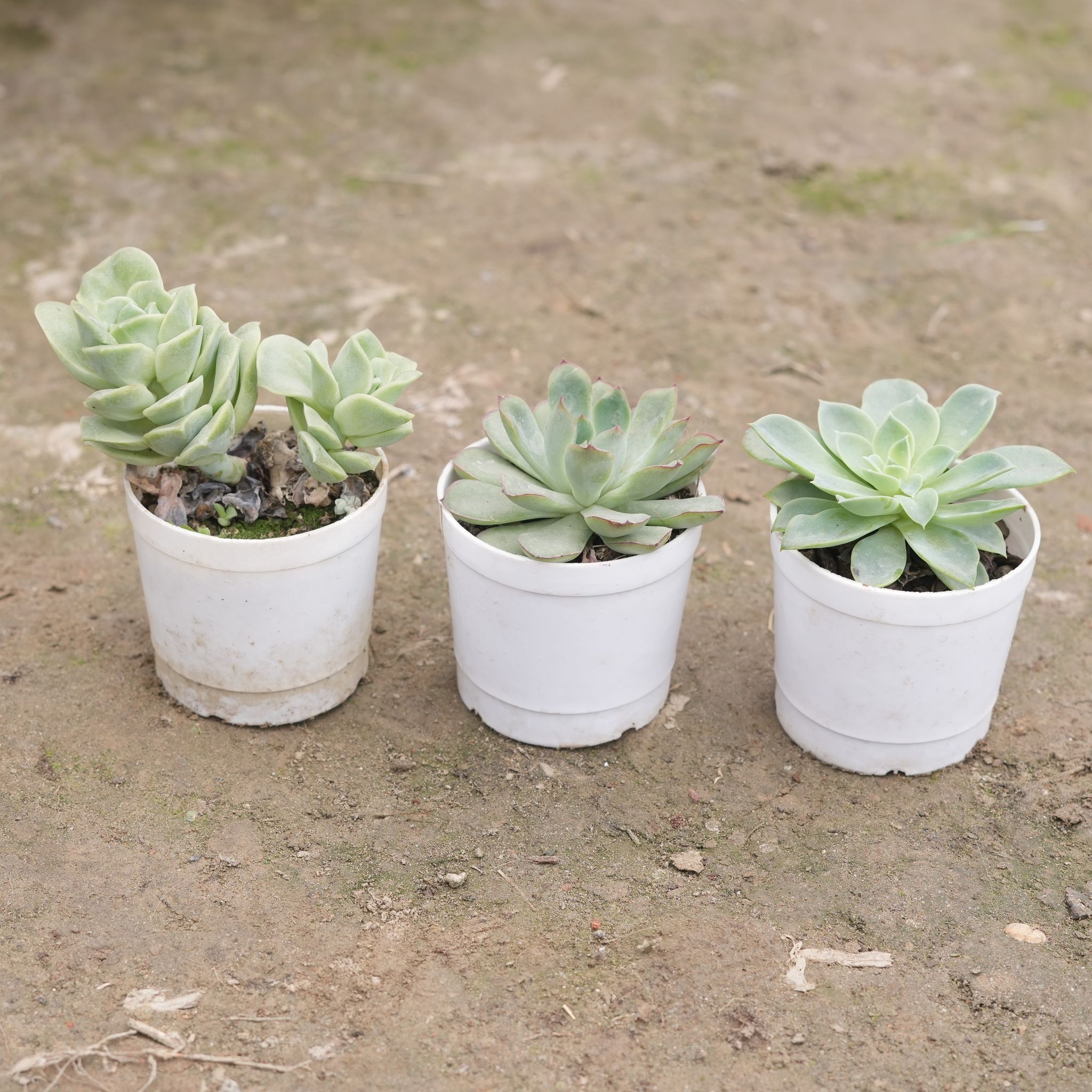 Set of 3 - Pigmyweeds Green, Echeveria Elegans Green & Echeveria Elegans Red Tipped Succulent in 3 Inch Nursery Pot