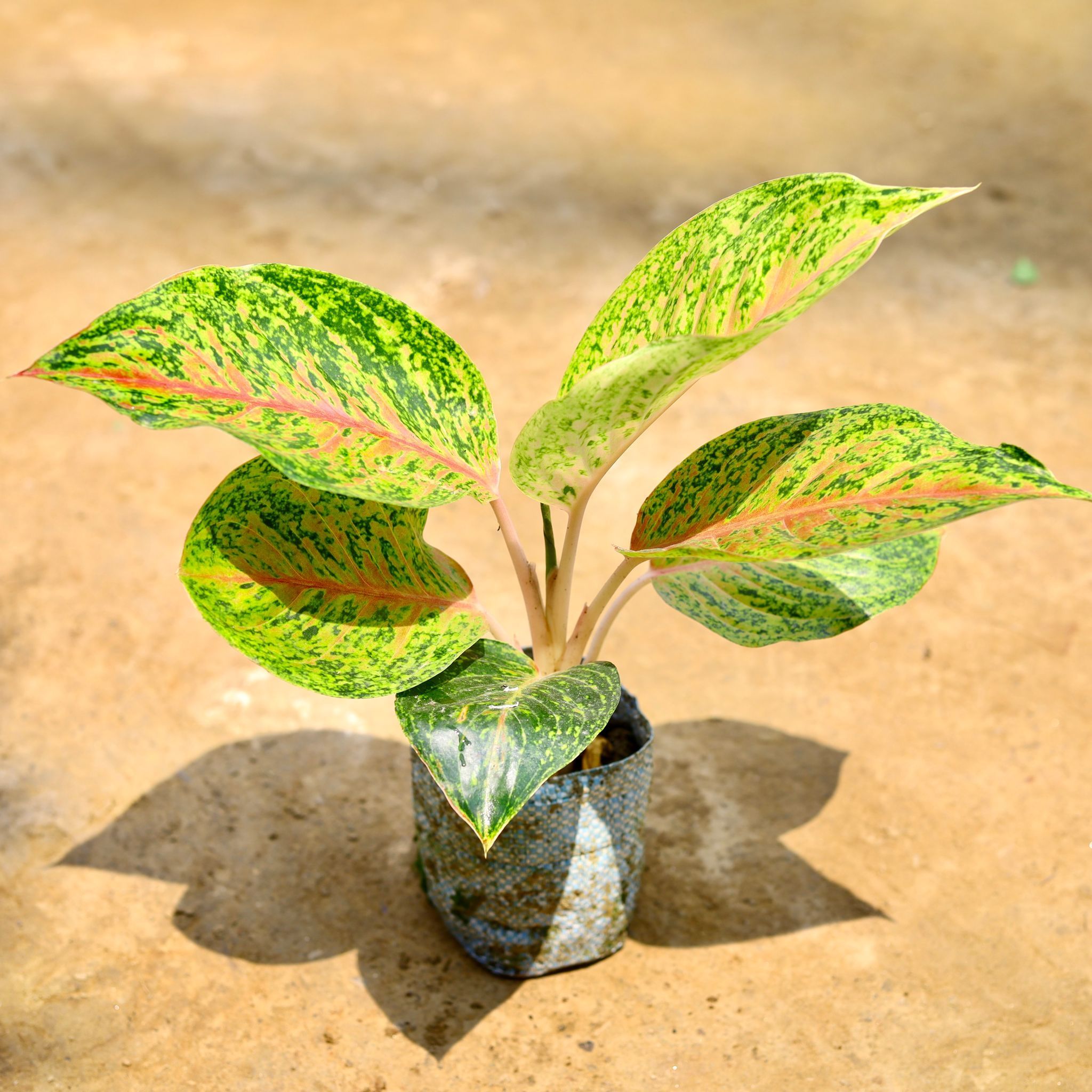 Aglaonema Night Sparkle in 4 Inch Nursery Bag
