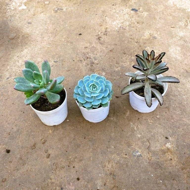 Set of 3 - Kalanchoe Tomentosa, Echeveria Blue & Echeveria Succulent in 3 Inch Nursery Pot