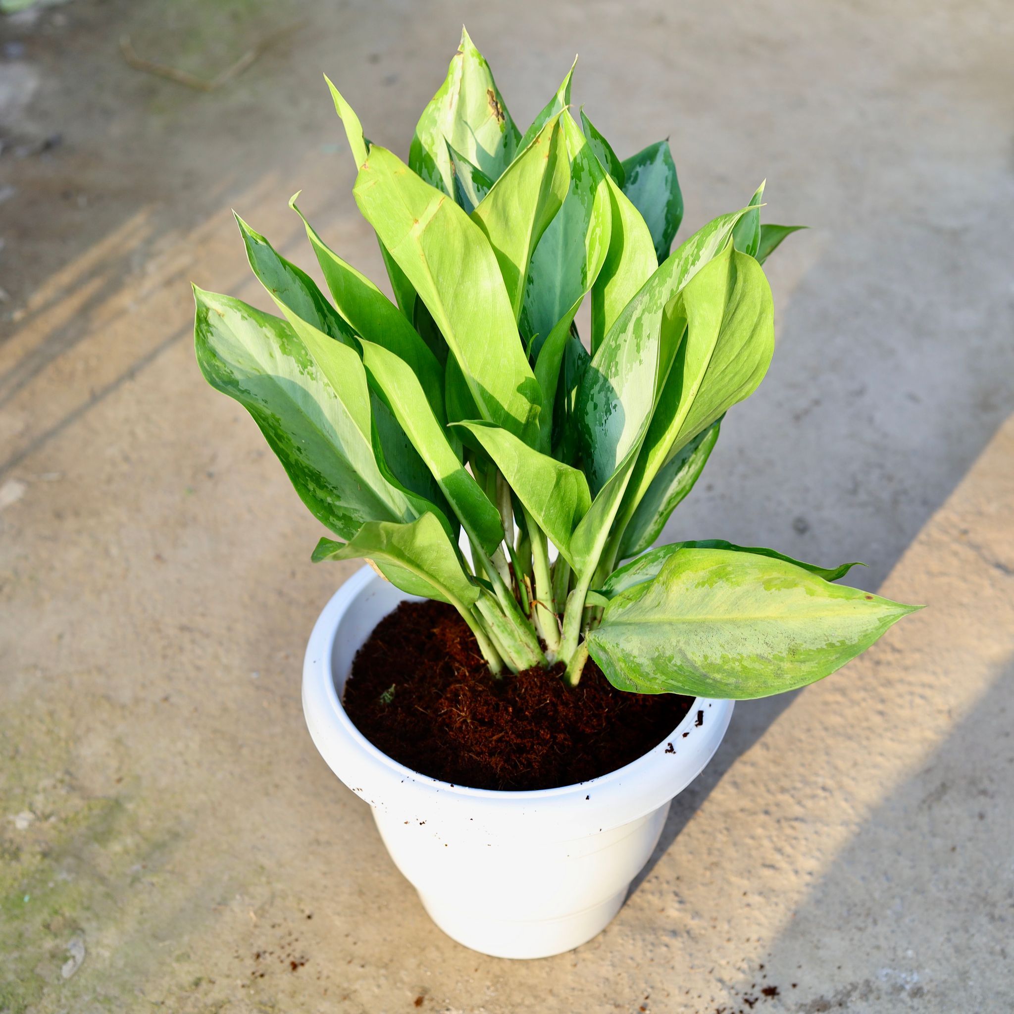 Aglaonema dove in 10 Inch Classy White Plastic Pot