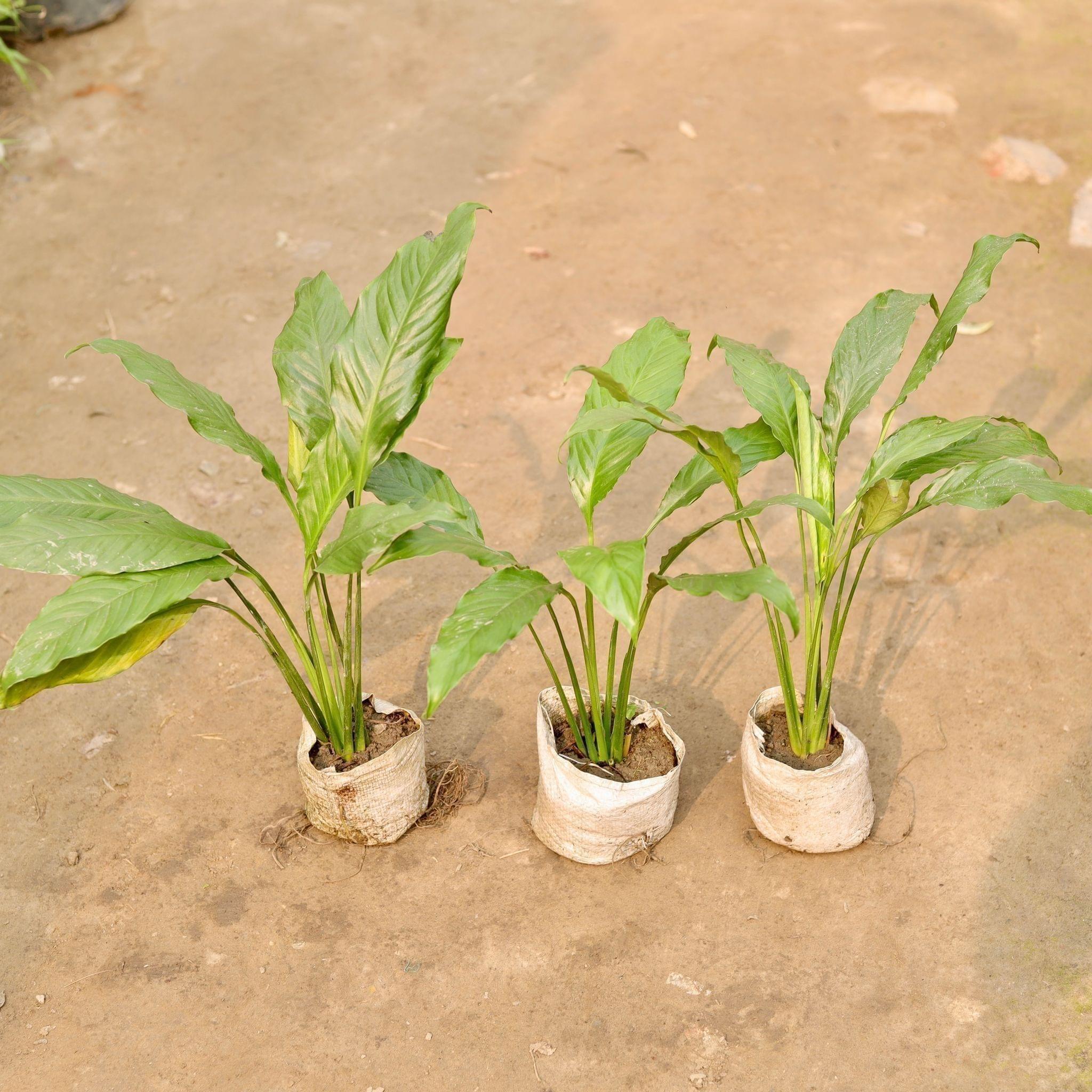 Set of 3 - Peace Lily in 5 Inch Nursery Bag