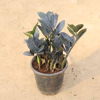 Buy Zz Black in 6 Inch Nursery Pot Online | Urvann.com