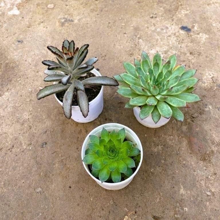 Set of 3 - Kalanchoe Tomentosa, Laxmi Kamal & Echevaria Succulent in 3 Inch Nursery Pot