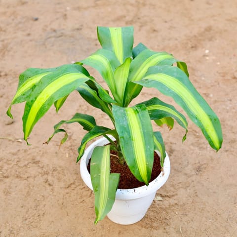Dracaena Frangrans in 10 Inch Classy White Plastic Pot