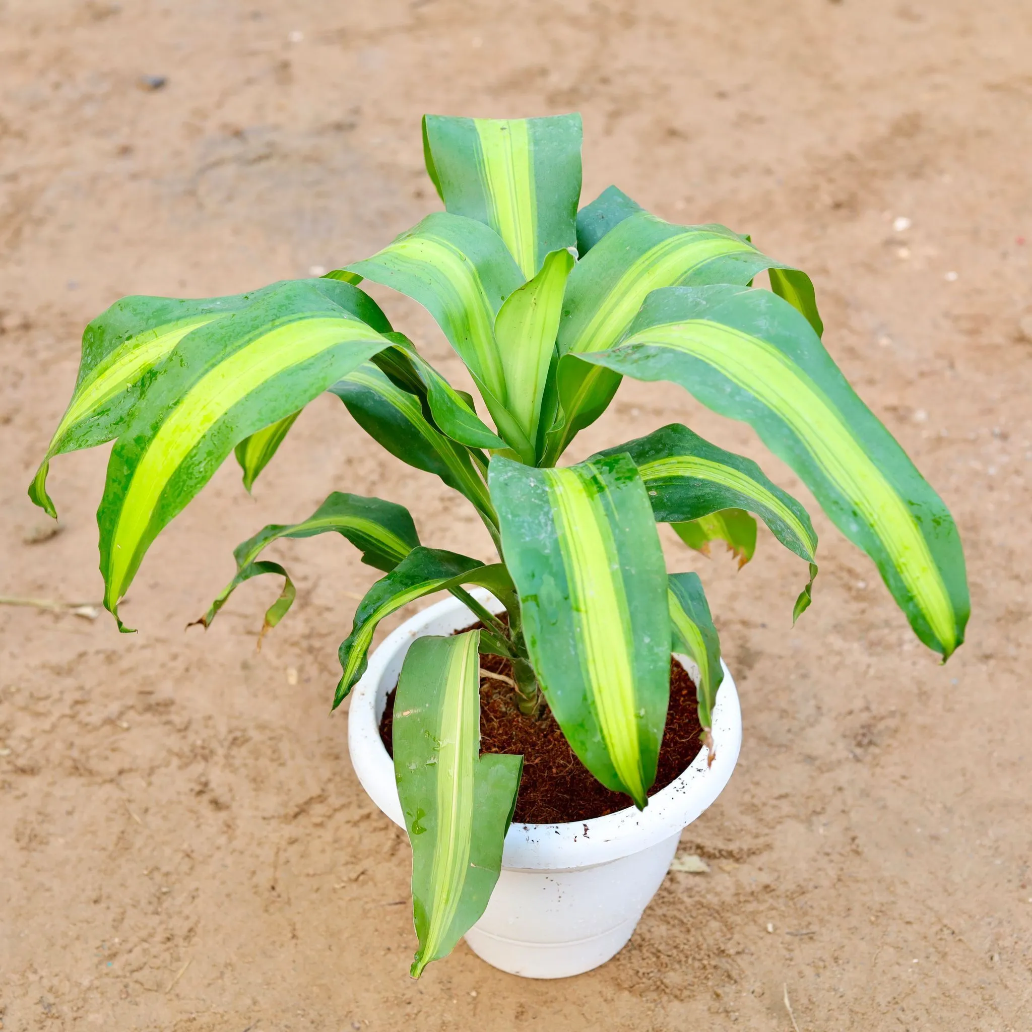 Dracaena Frangrans in 10 Inch Classy White Plastic Pot