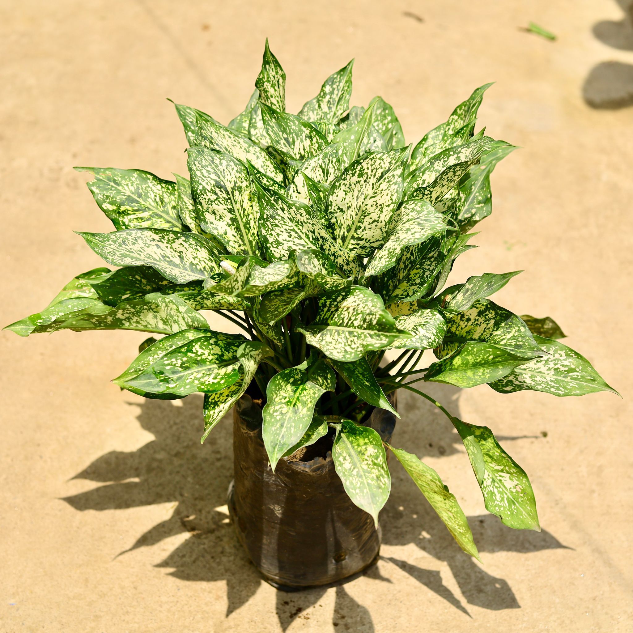 Aglaonema snow white in 8 Inch Nursery Bag