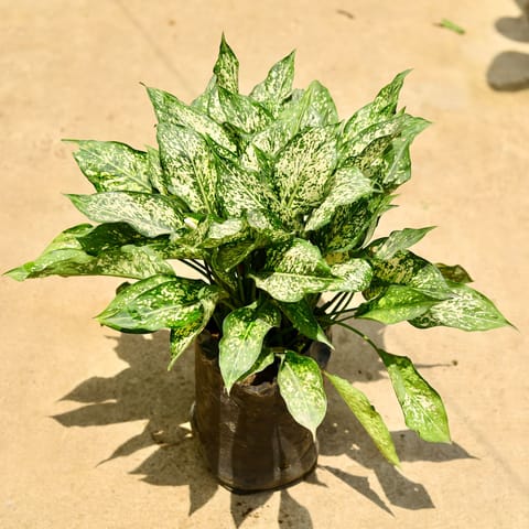 Aglaonema snow white in 8 Inch Nursery Bag