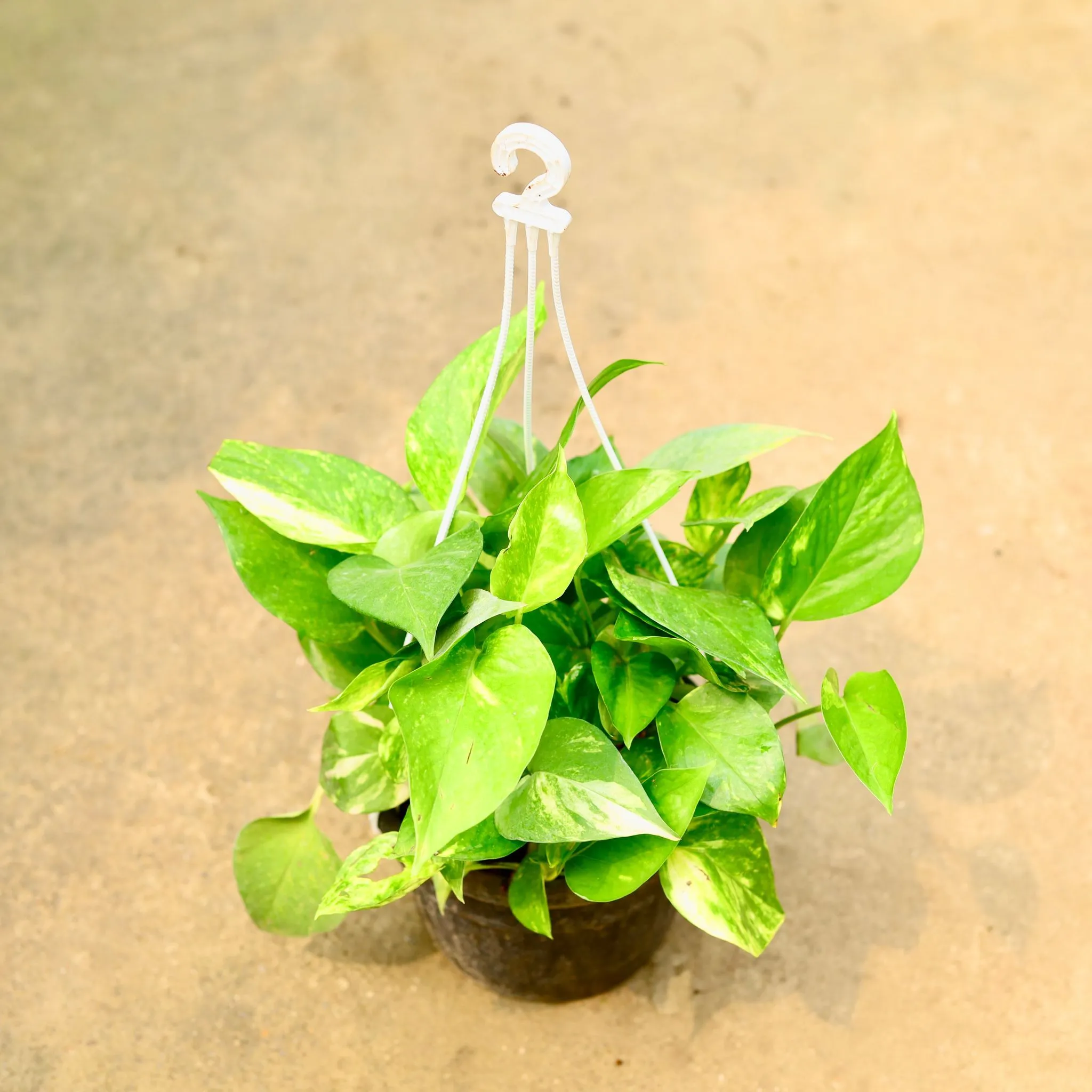 Money Plant Green in 8 Inch Black Hanging Basket