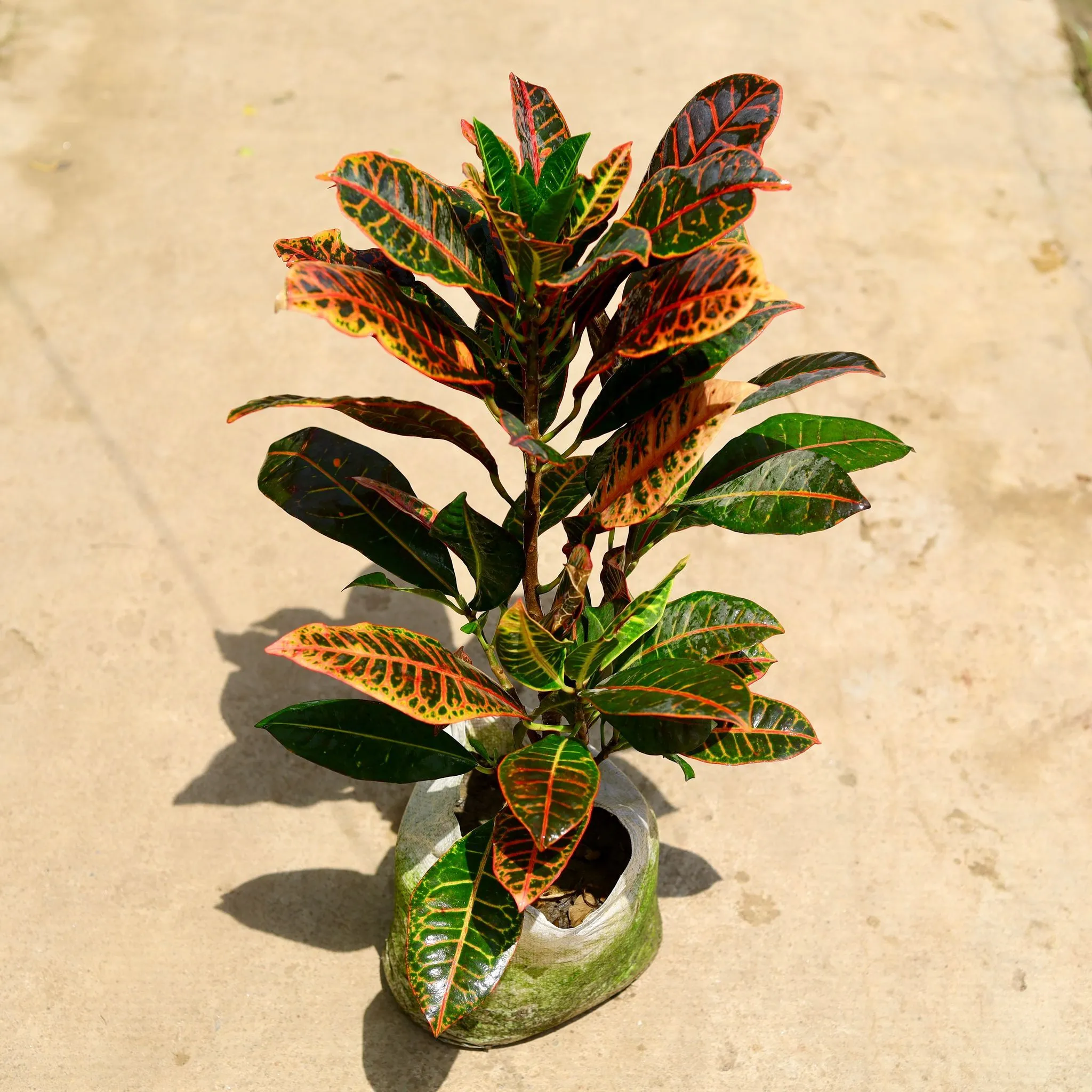Mother Croton Petra (Any Color) in 10 Inch Nursery Bag