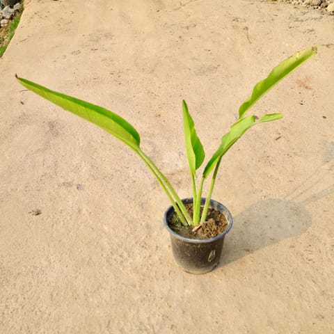 Traveller Palm (2 Ft) in 10 Inch Nursery Pot