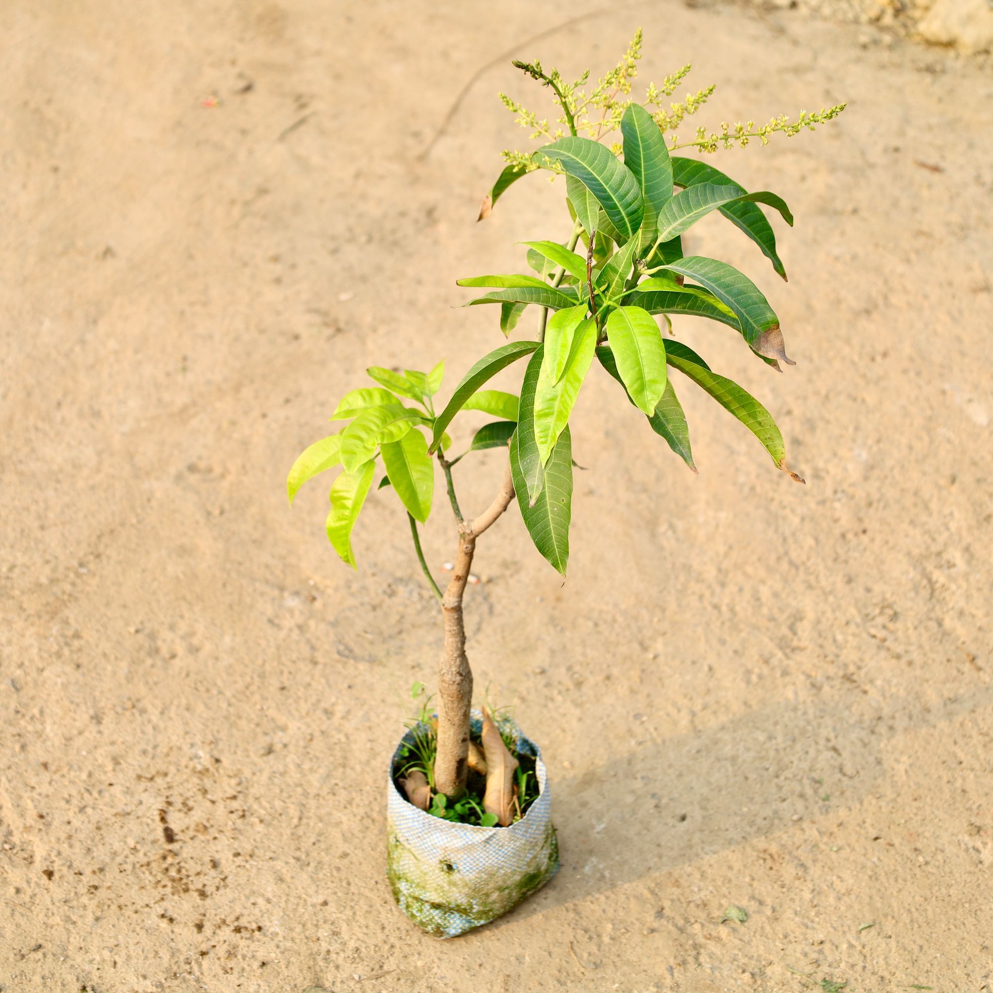 Thai Mango in 8 Inch Nursery Bag
