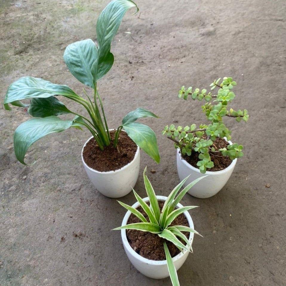 Set of 3 -Spider, Jade & Peace Lily in 4 Inch White Cup Ceramic Pot