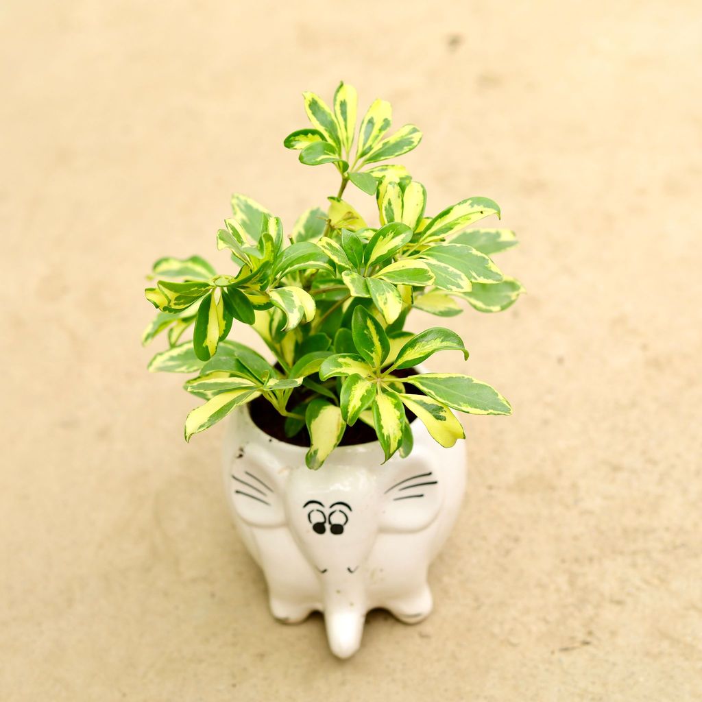 Schefflera Brassia in Inch 6 Inch Cute Elephant Designer Ceramic Pot (any colour & design)