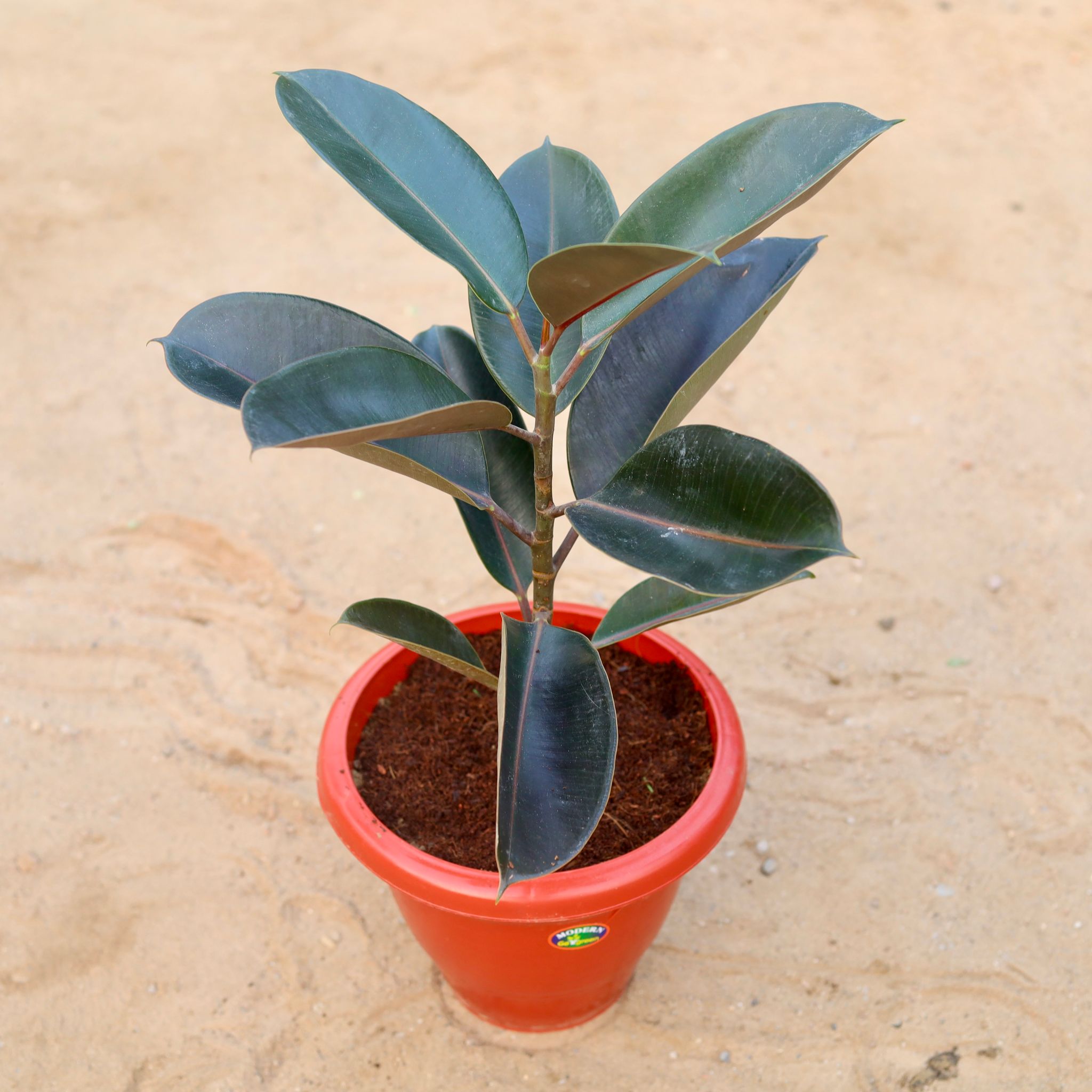 Rubber Plant Black (~ 1-2 ft) in 10 Inch Classy Red Plastic Pot