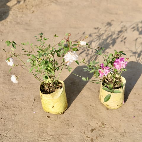 Set of 2 - All Time Roses (Any Colour) in 8 Inch Nursery Bag